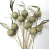 Obrázek z Khej onion (Eliot) - přírodní, na stonku (10ks) 