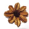 Obrázek z Arjun sunflower - přírodní (25ks) 