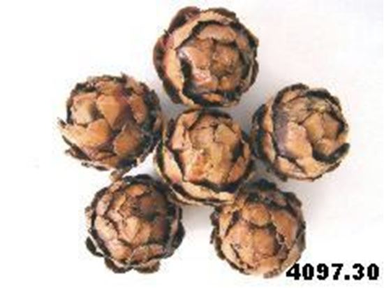 Obrázek z Strobus ball 5cm (10ks) 