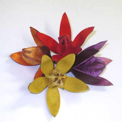 Obrázek Wild lily - barevná (20ks)