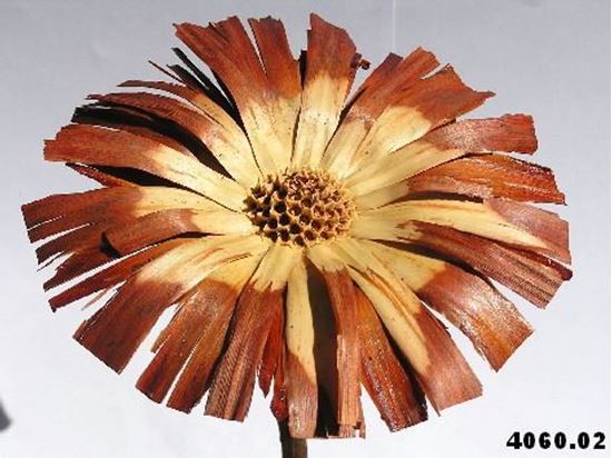 Obrázek z Protea supercut (5ks) 