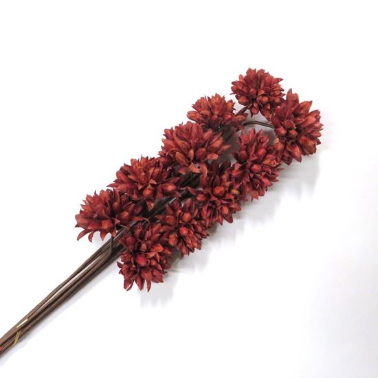 Obrázek z Květ Krokus - červená (10ks) 