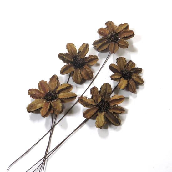 Obrázek z Arjun sunflower - přírodní, na stonku (15ks) 