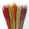 Picture of Typha pencil (Reed spadix pencil) - barevný (100ks)